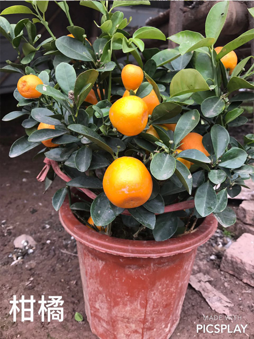 柑橘樹苗.jpg