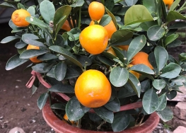 四川柑橘果苗