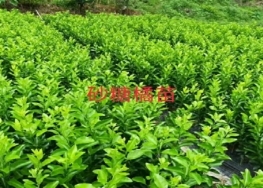 樂(yuè)山砂糖橘苗